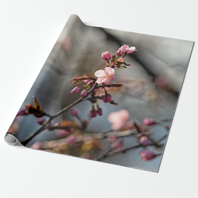 Sunlit Sakura Blume gegen den wolkigen Himmel Geschenkpapier (Ungerollt)