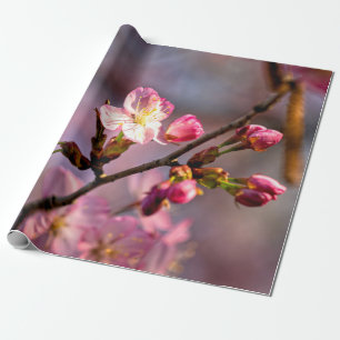 Sunlit Sakura Blume und Buden an einem klaren Tag Geschenkpapier