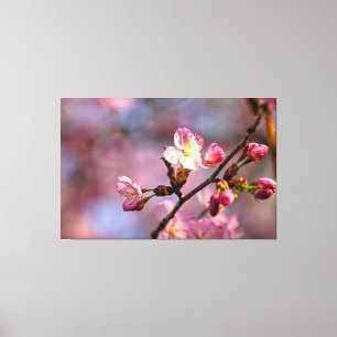 Sunlit Sakura Blume und Buds an einem schönen Tag Leinwanddruck