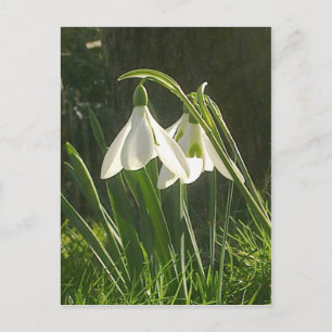 Sunlit Snowdrops Postkarte
