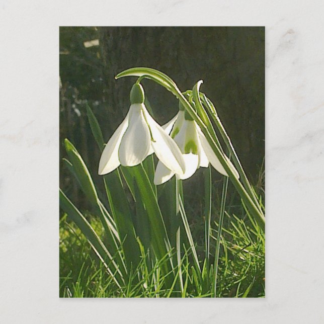 Sunlit Snowdrops Postkarte (Vorderseite)