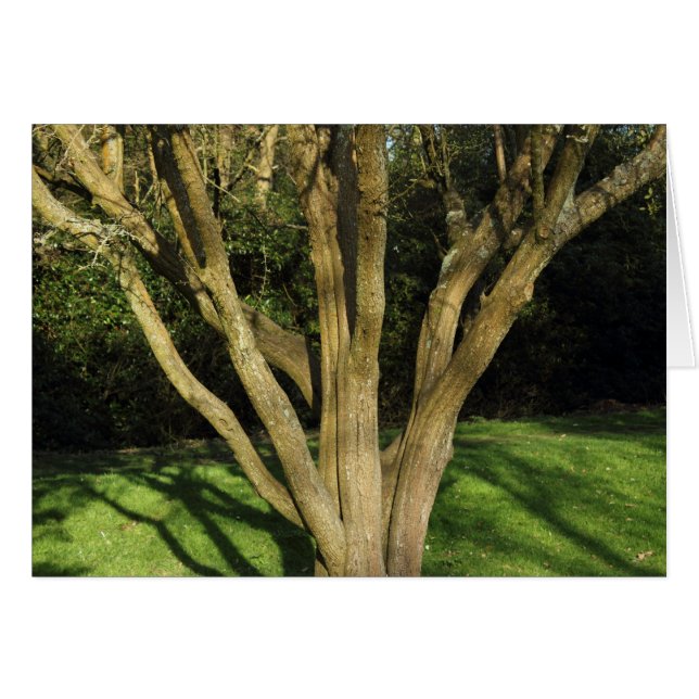 Sunlit Tree (Vorderseite (Horizontal))