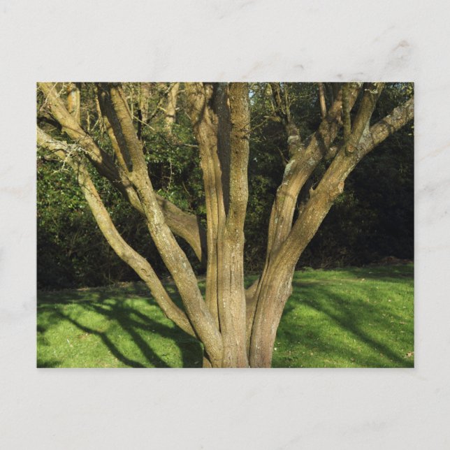 Sunlit Tree Postkarte (Vorderseite)
