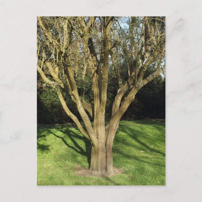 Sunlit Tree Postkarte (Vorderseite)