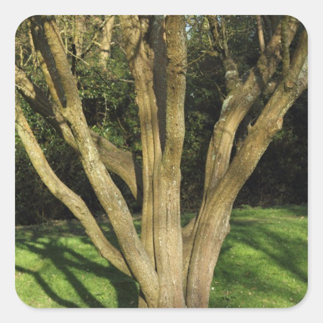 Sunlit Tree Quadratischer Aufkleber (Vorderseite)