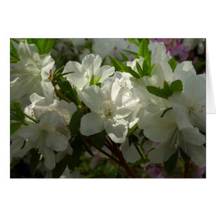 Sunlit White Azaleas Schöne Frühlingsblumen