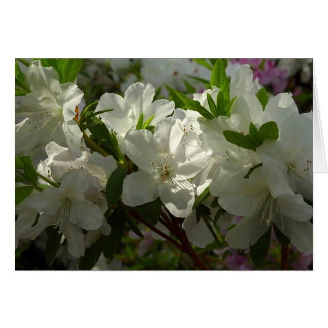 Sunlit White Azaleas Schöne Frühlingsblumen (Vorderseite (Horizontal))