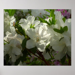 Sunlit White Azaleas Schöne Frühlingsblumen Poster