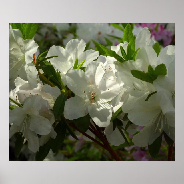 Sunlit White Azaleas Schöne Frühlingsblumen Poster (Vorne)