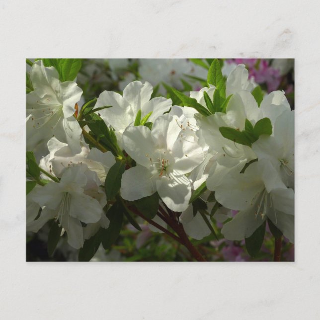 Sunlit White Azaleas Schöne Frühlingsblumen Postkarte (Vorderseite)