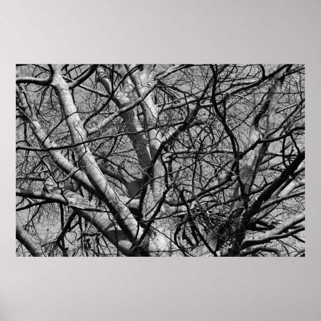 Sunlit Winter Branches (B&W) Poster (Vorne)