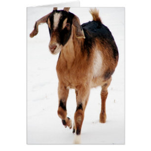 Sunni Dashin' im Schnee