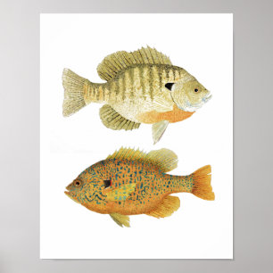 Sunnies - Bluegill & Pumpkinseed Poster