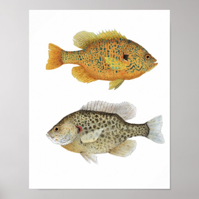 Sunnies Poster (Vorne)