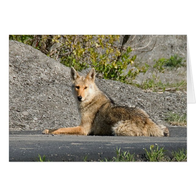 Sunning Coyote (Vorderseite (Horizontal))