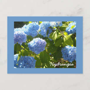 Sunny Blue Hydrangea Postkarte