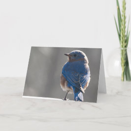Sunny Bluebird Karte