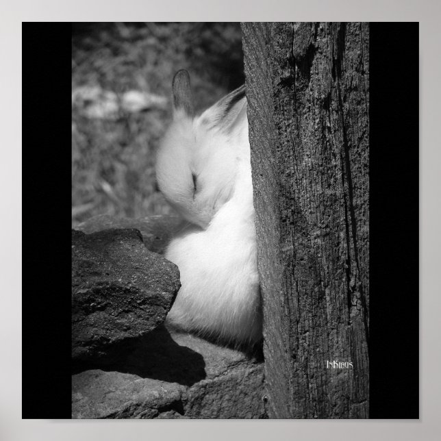 Sunny Bunny Poster (Vorne)