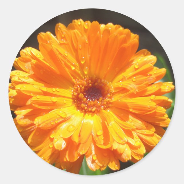 Sunny Calendula Raindrops Runder Aufkleber (Vorderseite)