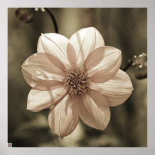 Sunny Dahlia Poster