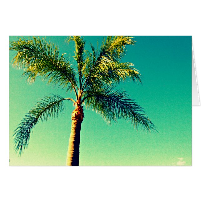 Sunny Florida Palm Tree Sky Picture (Vorderseite (Horizontal))