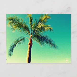 Sunny Florida Palm Tree Sky Picture Postkarte