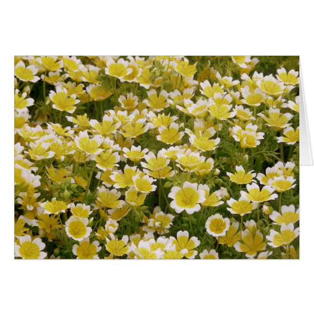 Sunny Gold White Blume (Vorderseite (Horizontal))