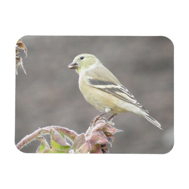 Sunny Goldfinch und Sonnenblumenmagnet Magnet (Horizontal)
