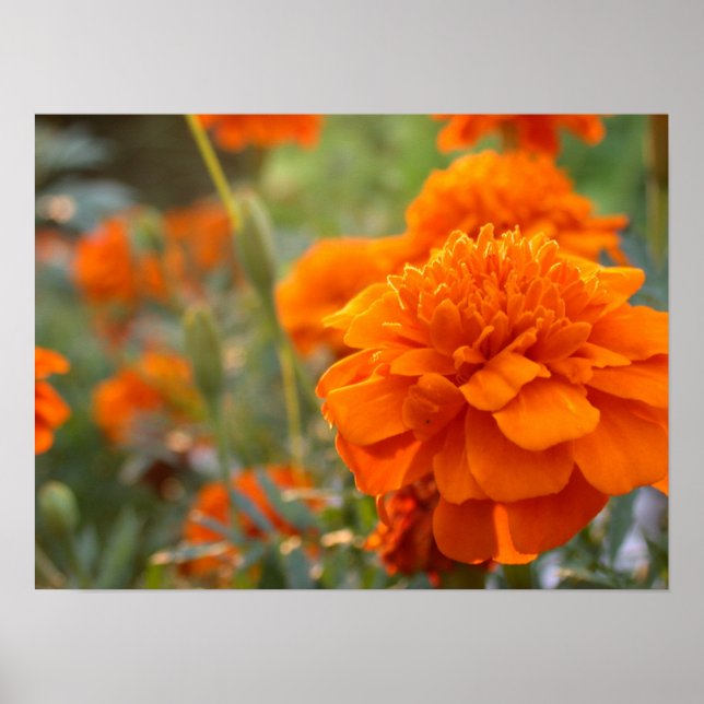 Sunny Marigold Poster (Vorne)