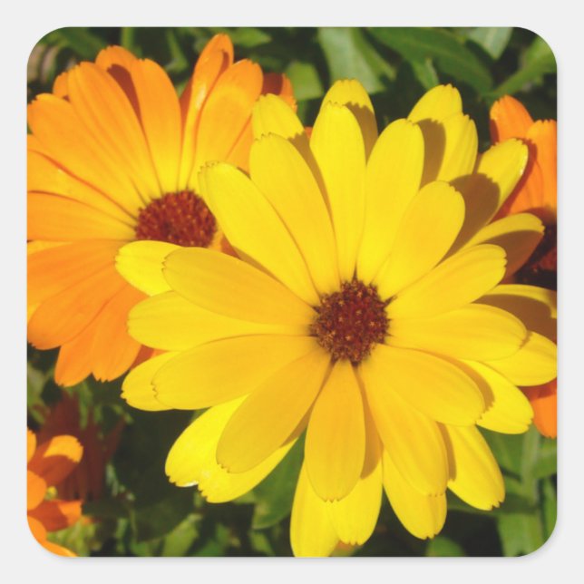 SUNNY MARIGOLDS QUADRATISCHER AUFKLEBER (Vorderseite)