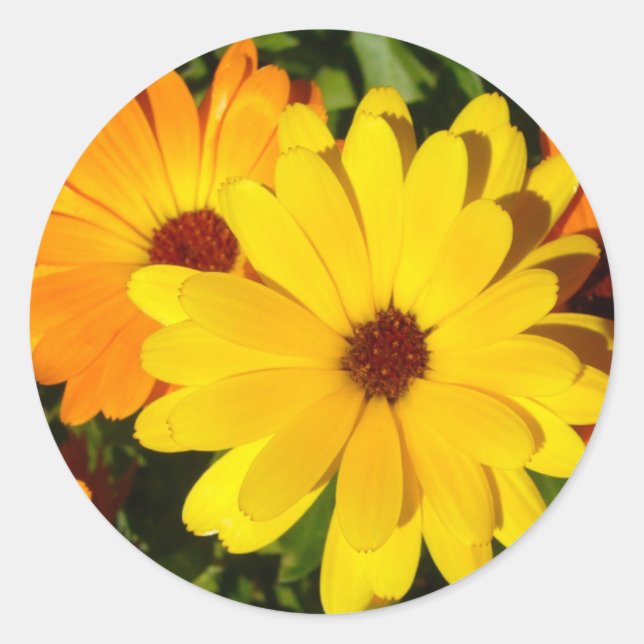 SUNNY MARIGOLDS Stickers (Vorderseite)