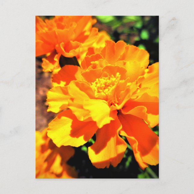 Sunny Orange Marigolds Garden Blume Postkarte (Vorderseite)