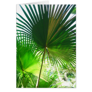 Sunny Palms