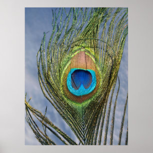 Sunny Peacock Feather Poster
