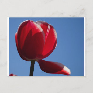 Sunny Red Tulip Nah Up DIY Postkarte