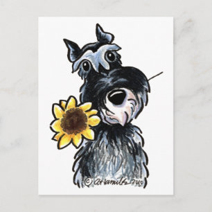 Sunny Schnauzer Classic Postkarte