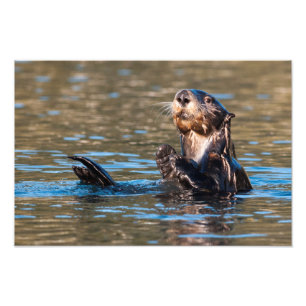 Sunny Sea Otter Fotodruck