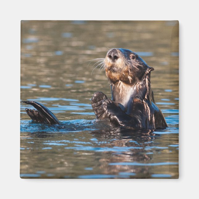 Sunny Sea Otter Magnet (Vorne)