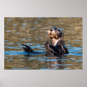 Sunny Sea Otter Poster