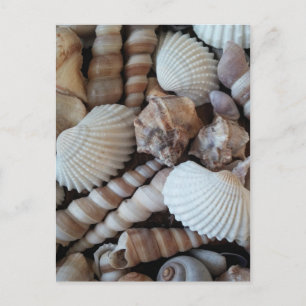 Sunny Seashells Collection Natursommer Postkarte