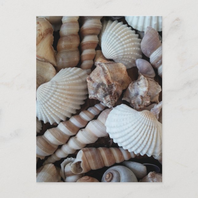 Sunny Seashells Collection Natursommer Postkarte (Vorderseite)