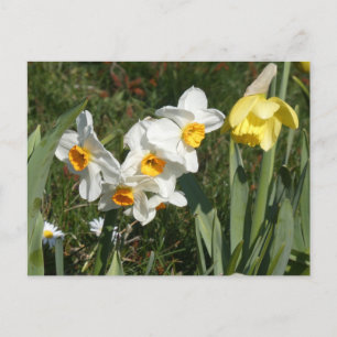 Sunny Spring Flowers DIY Postcard Feiertagspostkarte