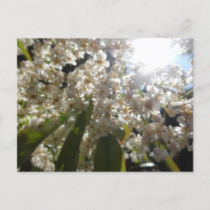 Sunny White Laurel Blume DIY Postcard Feiertagspostkarte