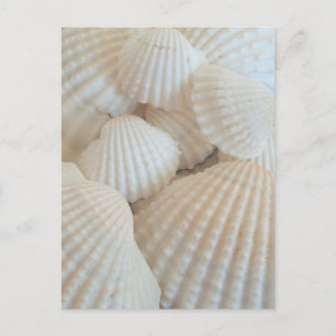 Sunny White Seashells, Summer Beach Exotic Postkarte