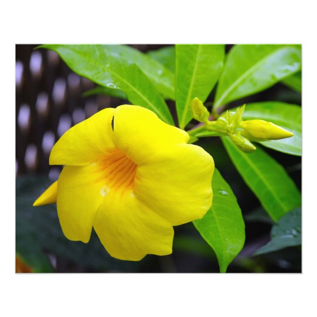 Sunny Yellow Mandevilla Fotodruck (Vorne)