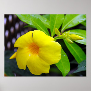 Sunny Yellow Mandevilla Poster