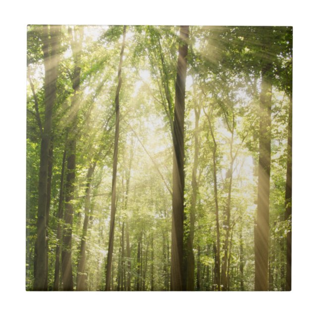 Sunrays durch Treetops Fliese (Vorderseite)