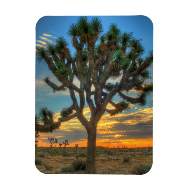 Sunrise at Joshua Tree National Park Magnet (Vertikal)