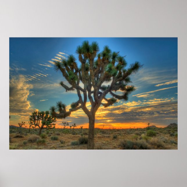 Sunrise at Joshua Tree National Park Poster (Vorne)