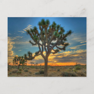 Sunrise at Joshua Tree National Park Postkarte